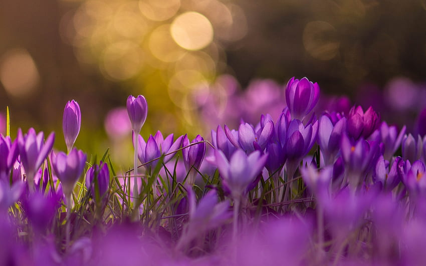 krokusy, primavara, wiosna, kwiat, fioletowy, bokeh, krokus Tapeta HD