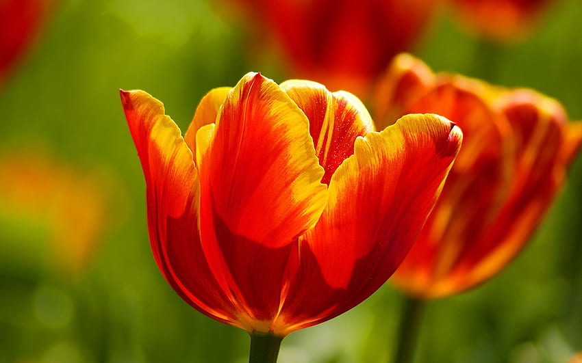Fiori, tulipani, luminosi, soleggiati Sfondo HD