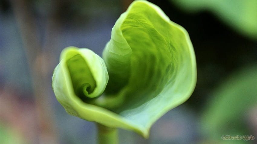 Curly Green Lotus Leaf Bokeh 1366×768. HD wallpaper