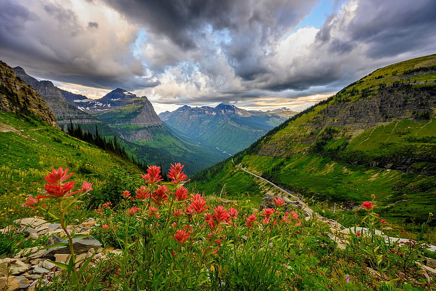 Indian Paintbrush over Glacier National Park, hills, slope, view, beautiful, grass, mountain, wildflowers, summer, clouds, sky HD wallpaper