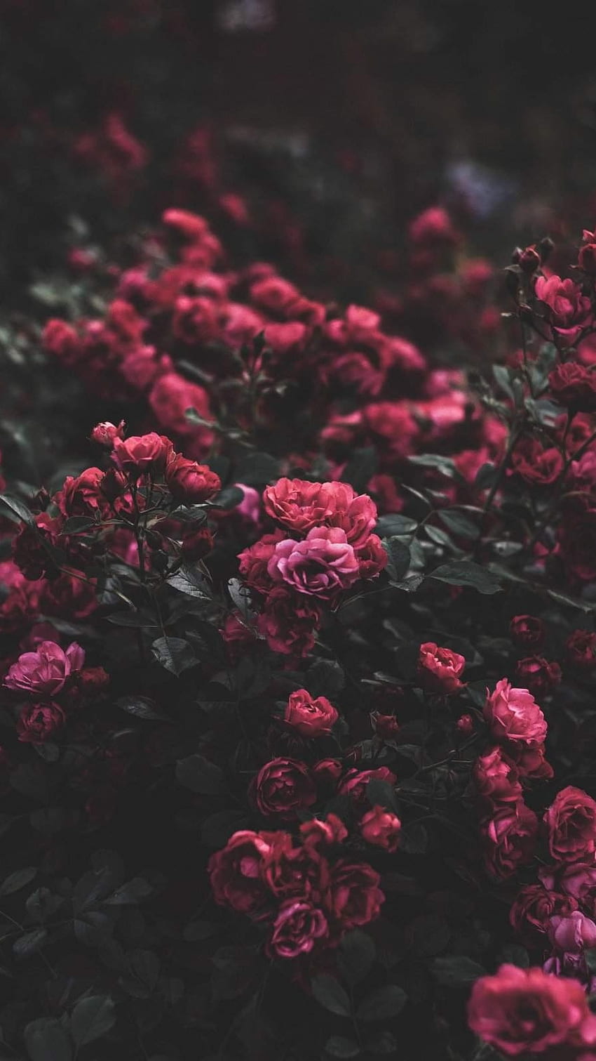 Flowers Aesthetic, Red, Roses HD phone wallpaper | Pxfuel