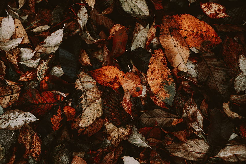 Autumn, Leaves, Macro, Foliage, Dry, Fallen HD wallpaper