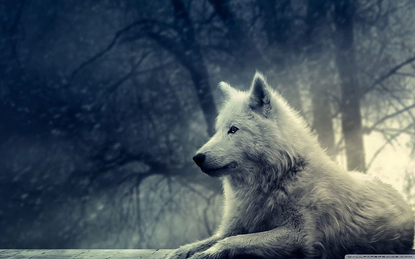 cute baby wolf backgrounds