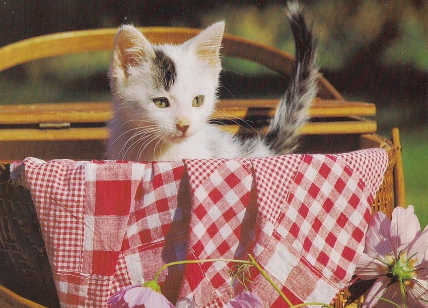 There is a lot of goodies in here, kitten, basket, tablecloth, red, cute, paws, picnic HD wallpaper