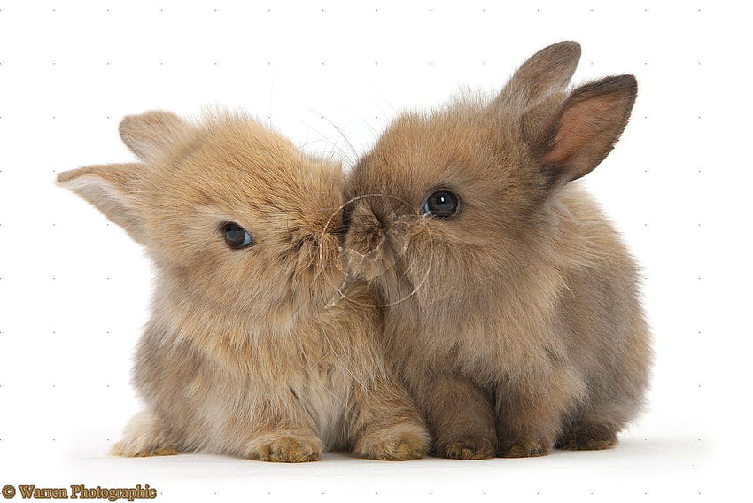 For > Cute Baby Bunny - Good Night, Baby Easter Bunny HD wallpaper