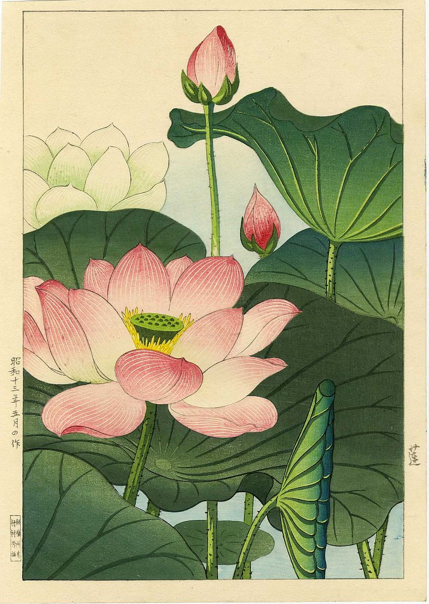 Нишимура Ходо, японска щампа на дървени блокчета Lotus Blossoms 1930-те. eBay, Японски Lotus Art HD тапет за телефон