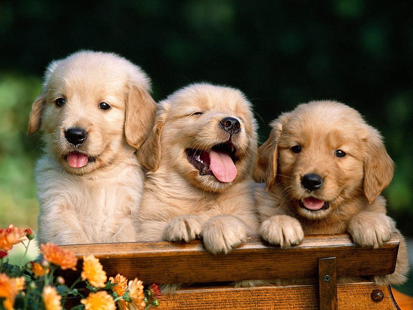 Golden Retriever Puppy , Cute Golden Retriever HD wallpaper