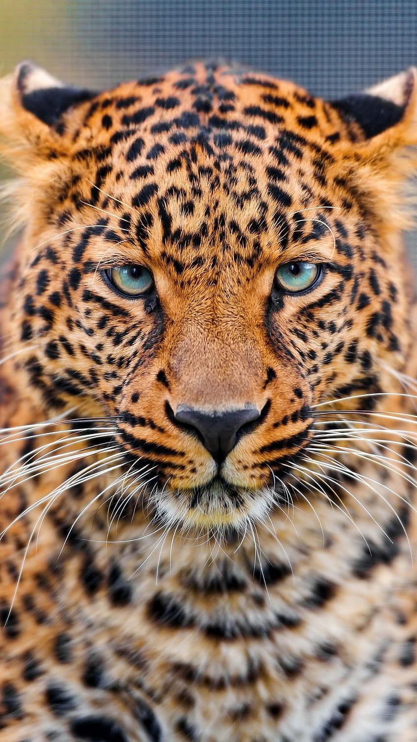 1125x2436 Cheetah Running 4k Iphone XSIphone 10Iphone X HD 4k Wallpapers  Images Backgrounds Photos and Pictures