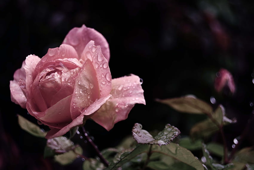 Blumen, Blätter, Regen, Tropfen, Blume, Rosenblüte, Rose, Knospe HD-Hintergrundbild