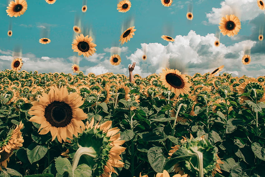 Yellow Aesthetic Sunflower for Laptop (Page 1), Cute Yellow Sunflower HD wallpaper