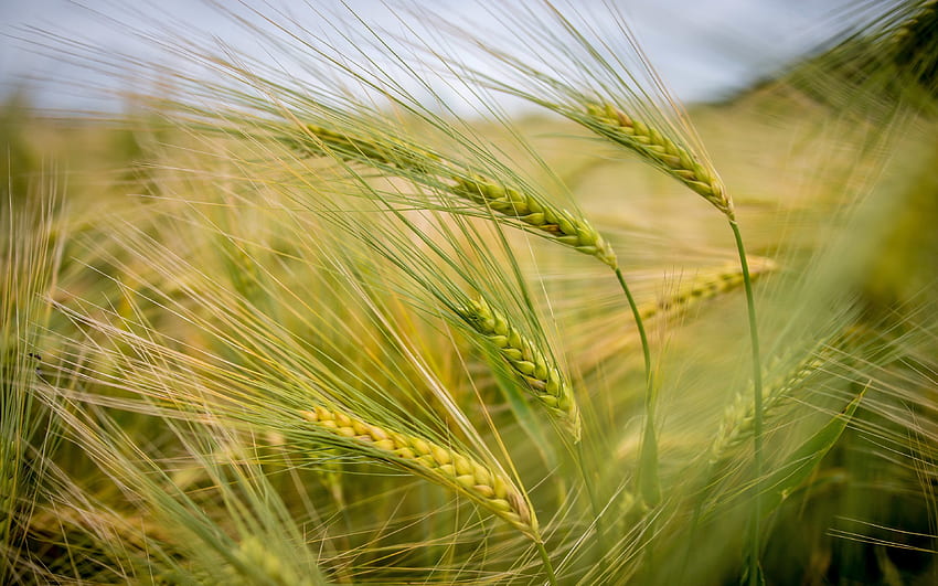 green spikelets, barley field, crop, field, ears for with resolution . High Quality HD wallpaper