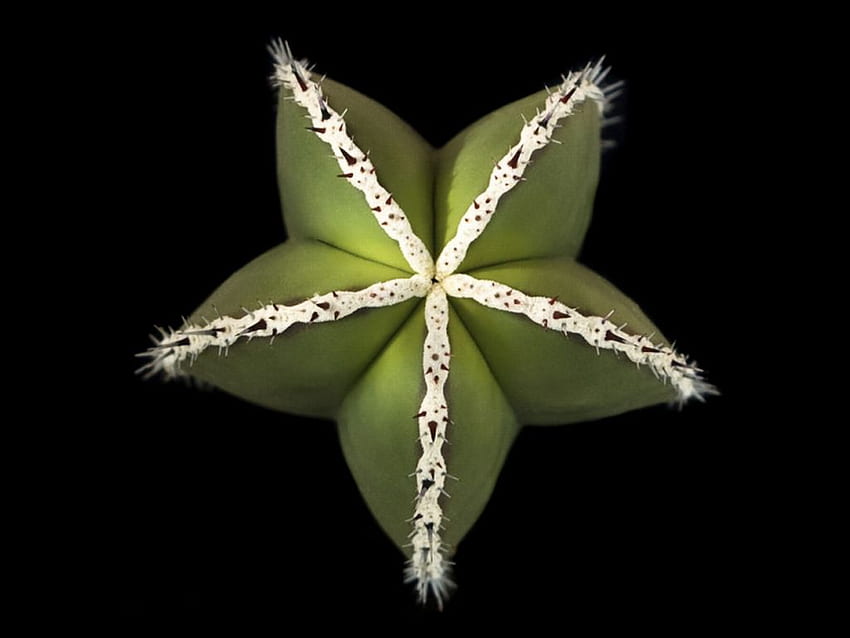 Cactus-Star, stella, cool, , cactus Sfondo HD