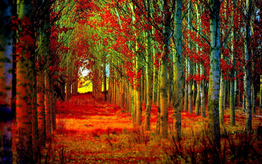 เส้นทางป่าฤดูใบไม้ร่วง ฤดู เส้นทาง ฤดูใบไม้ร่วง ธรรมชาติ ป่า วอลล์เปเปอร์ HD