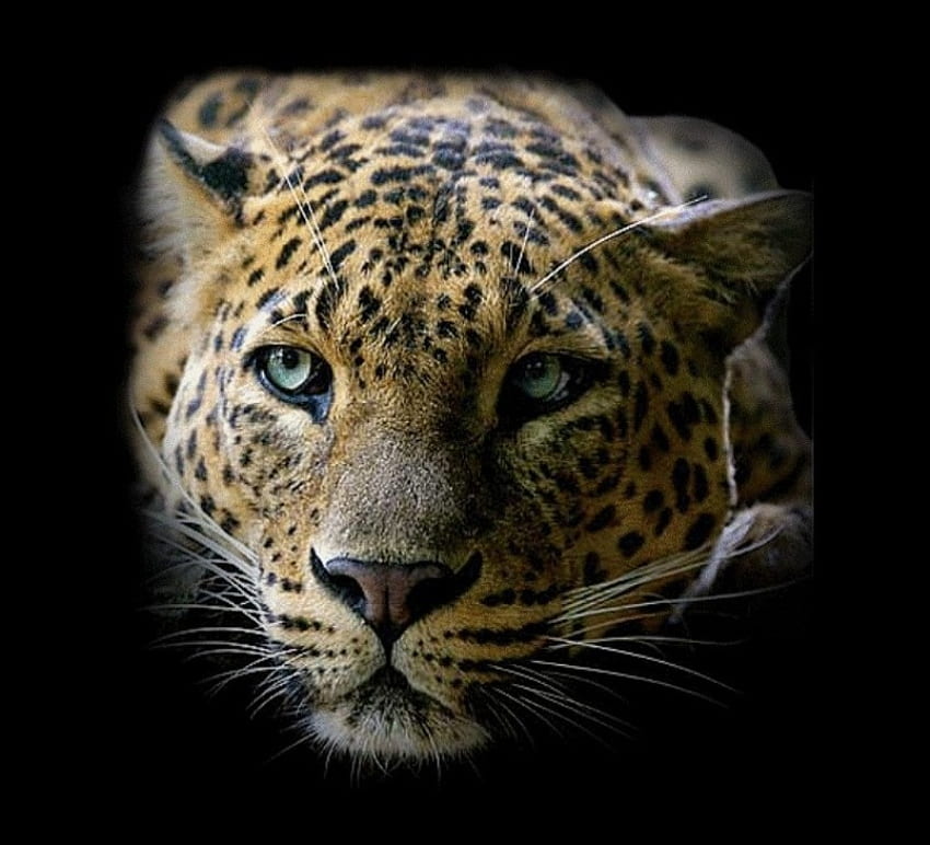 leopar, hayvanlar HD duvar kağıdı