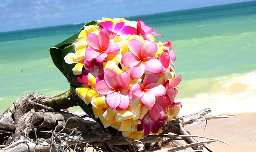 Tropical Flower, Beach Floral HD wallpaper | Pxfuel