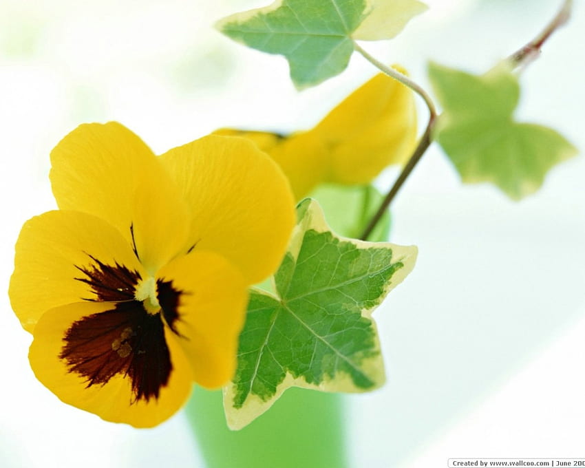 Pansy and Ivy, pansy, vase, ivy, flower HD wallpaper