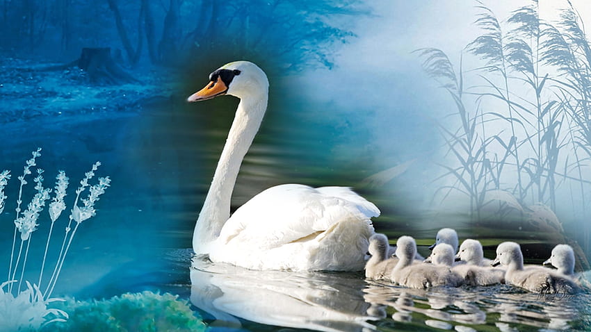Лебеди Бебета, лебеди, птица, майка, бебета, писалка, езеро, лебеди, езерце HD тапет
