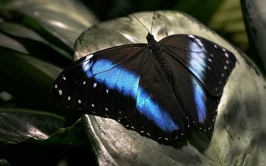 매크로, 어두운, 표면, 나비, 날개 HD 월페이퍼