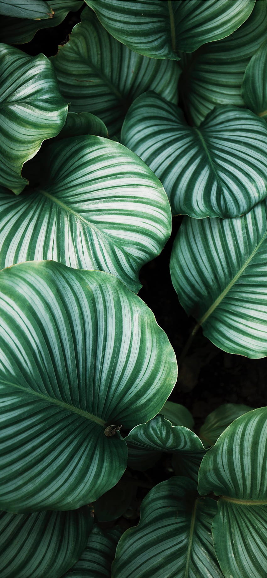 green and white leafed plants iPhone X, House Plant HD phone wallpaper