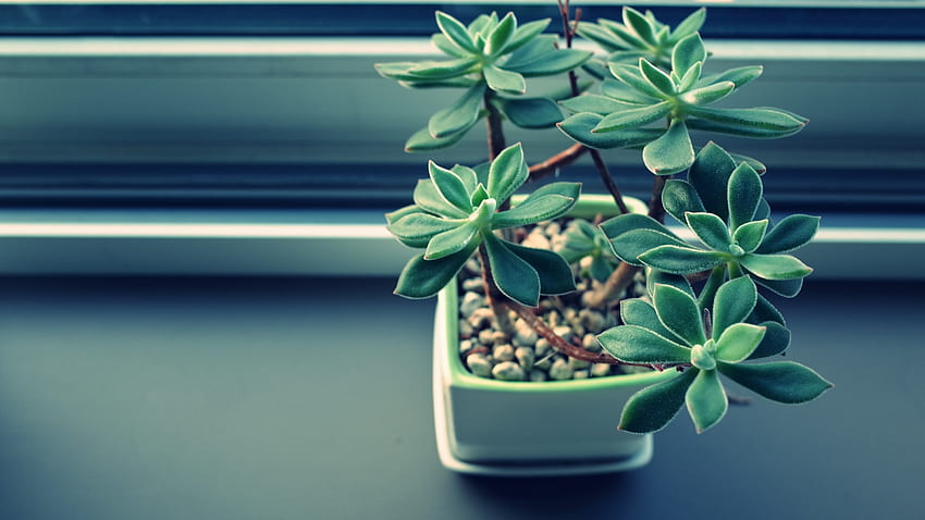 Nature Plants Vaso de plantas Planta de casa - Resolução: papel de parede HD