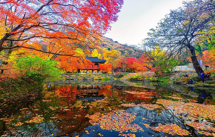 pond, gazebo, South Korea, the colors of autumn, Korean Autumn HD wallpaper
