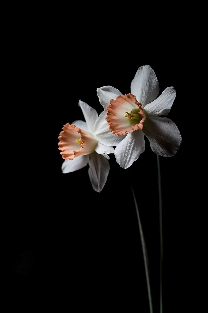 ดอกไม้ ดอกไม้ พืช นาร์ซิสซัส วอลล์เปเปอร์โทรศัพท์ HD