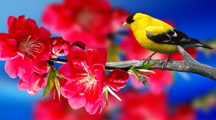 ~*~ Spring Bird ~*~, fiori, uccello primaverile, uccello, primavera Sfondo HD