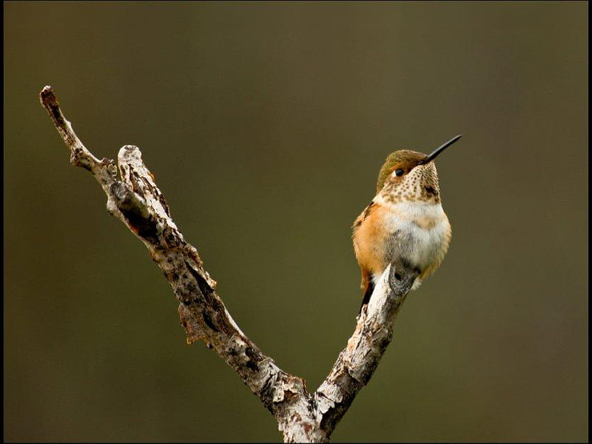 Hummingbird Perching, Kolibri, Glied, Vogel, Baum HD-Hintergrundbild
