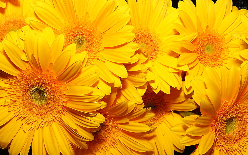 Prächtige gelbe Blume. Volle, gelbe Sonnenblume HD-Hintergrundbild