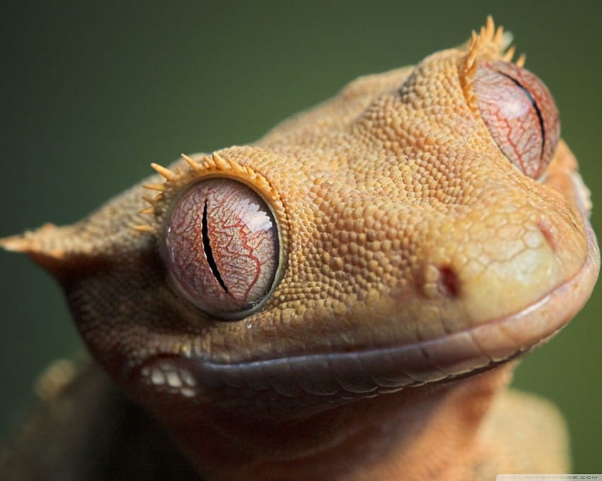 Cute Crested Gecko . Background Gallery HD wallpaper