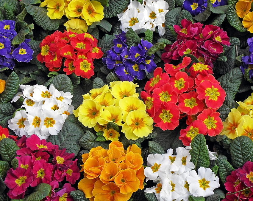 Flowers, Bright, Multicolored, Primrose HD wallpaper