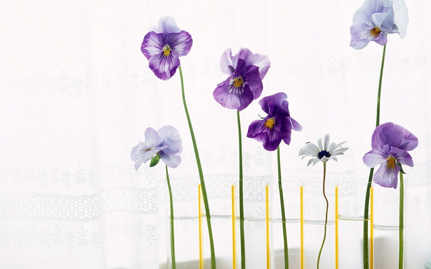 Straight Up Now Baby, pansies, purple, white, lavender, nature, flowers HD wallpaper