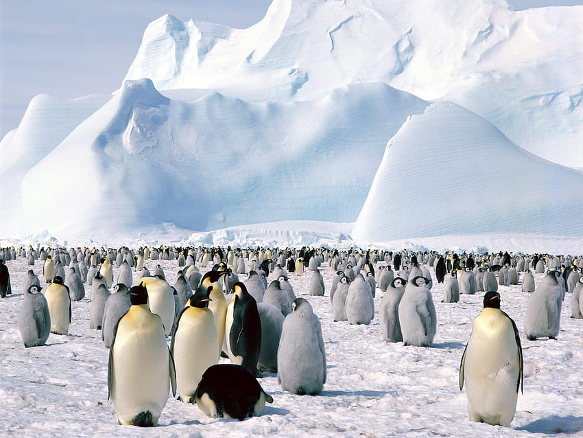 Emperor Penguins Antarctica HD wallpaper