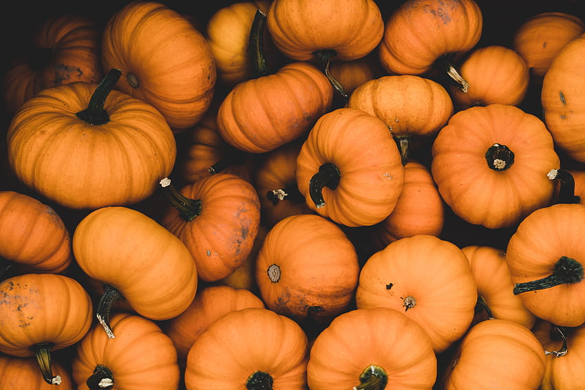 Food, Autumn, Pumpkin, Ripe, Harvest HD wallpaper