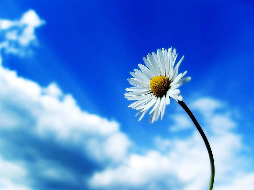 สีขาว ดอกไม้ สีฟ้า ท้องฟ้า ดอกไม้ ธรรมชาติ ดอกไม้อินทรีย์ วอลล์เปเปอร์ HD