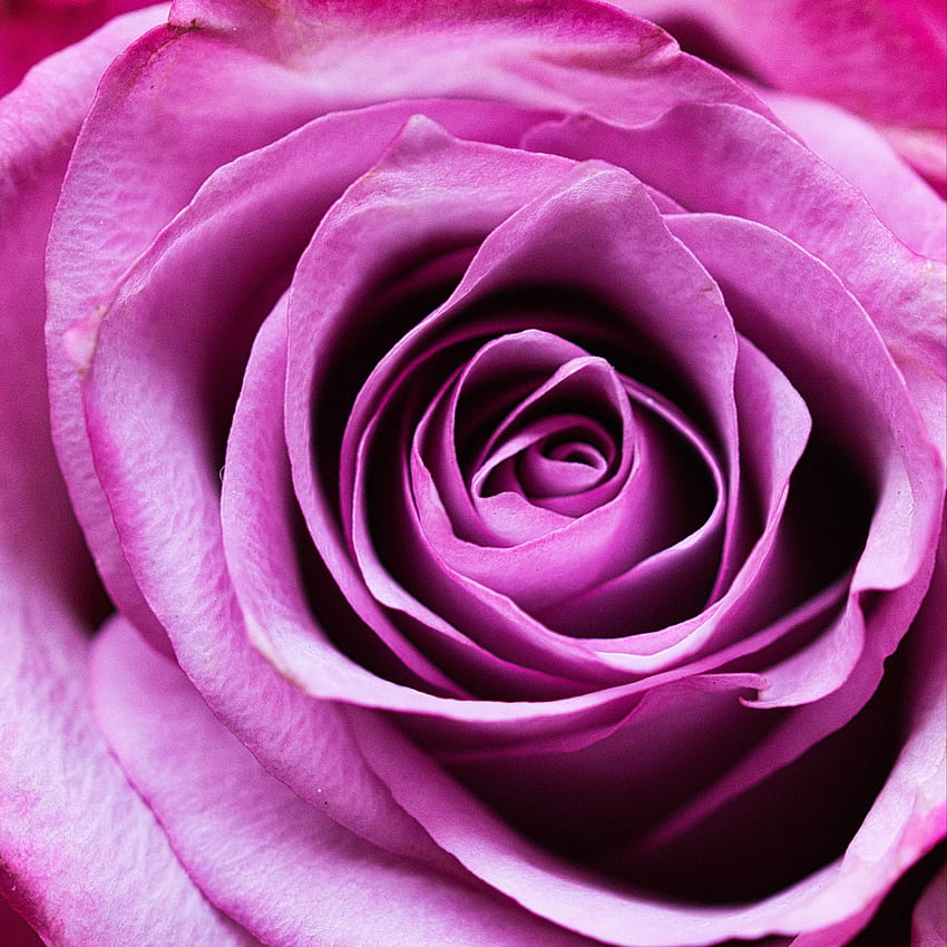 rose, flower, romance, closeup, pink, petals ipad pro 12.9 retina for parallax background, Purple Romance HD phone wallpaper