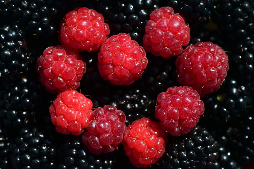 Food, Raspberry, Berries, Blackberry, Ripe HD wallpaper