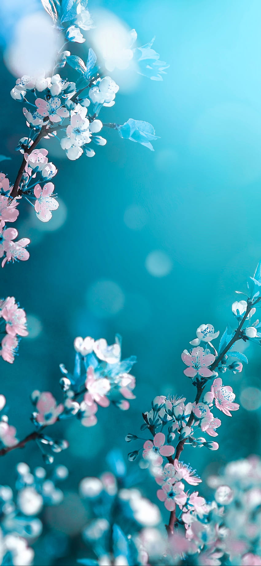 fiori della natura. .kr, Huawei Fiore Sfondo del telefono HD