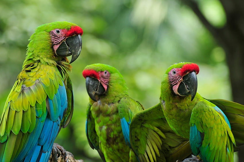 Animals In The Tropical Rainforest. Rainforest Animals HD wallpaper