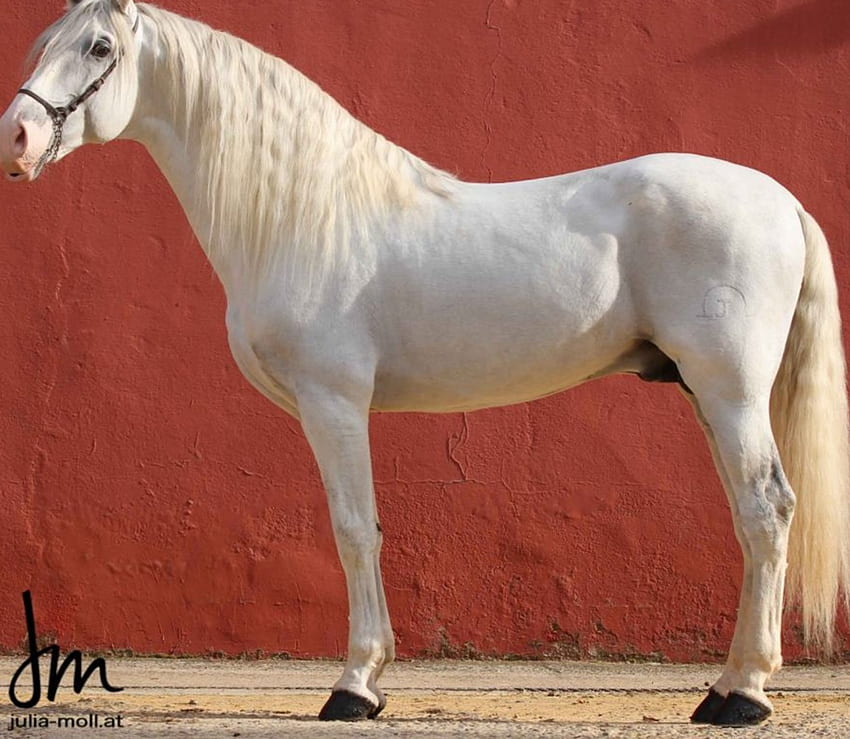 Beauté ibérique blanche, espagnole, andalouse, chevaux, blanc Fond d'écran HD