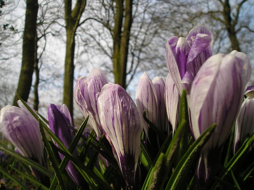azafrán, púrpura, campo, flores, primavera fondo de pantalla
