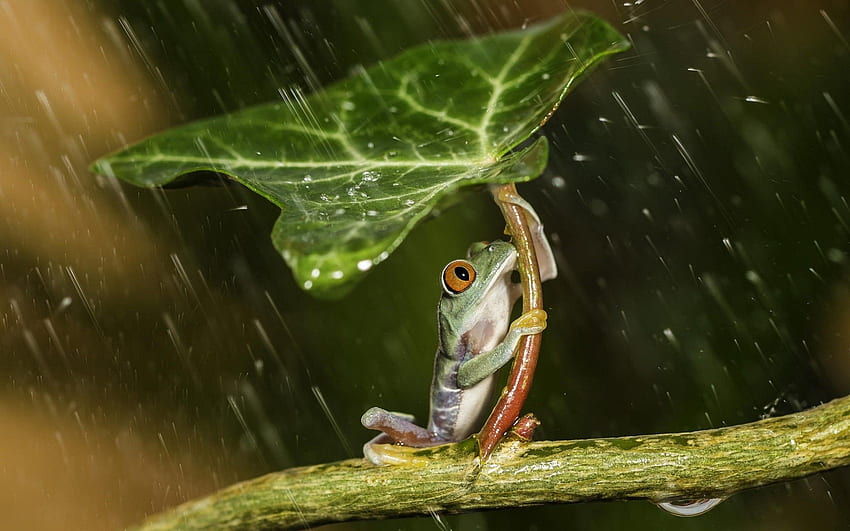 nature, Animals, Frog, Leaves, Plants, Rain, Water, Water Drops HD wallpaper