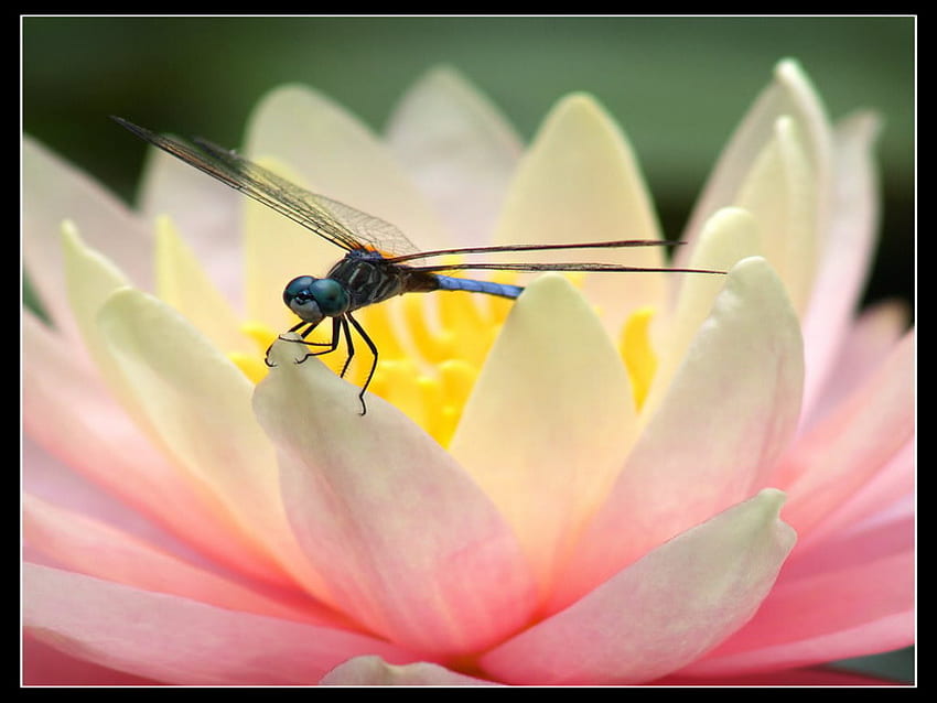 ดอกบัว สัมผัส แมลงปอ สีชมพู ทะเลสาบ วอลล์เปเปอร์ HD