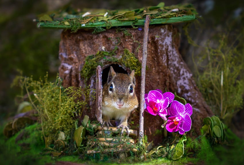 Chipmunk, animal, house, cute, veverita cu falcute, pink, flower, orchid, home, squirrel HD wallpaper