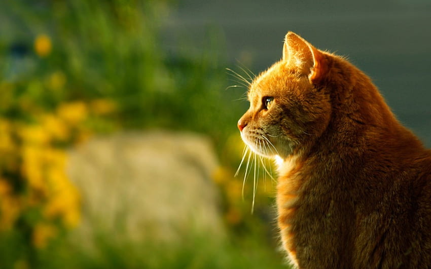 Keeping Watch, Cat, outdoors, Orange, graphy HD wallpaper