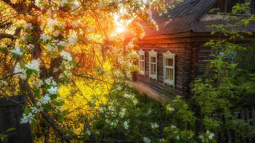 Apple Blossoms, garden, trees, sunlight, house, petals HD wallpaper