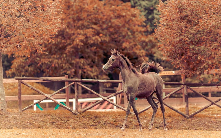 動物, 背景, 秋, 馬, 牧場, 種牡馬 高画質の壁紙