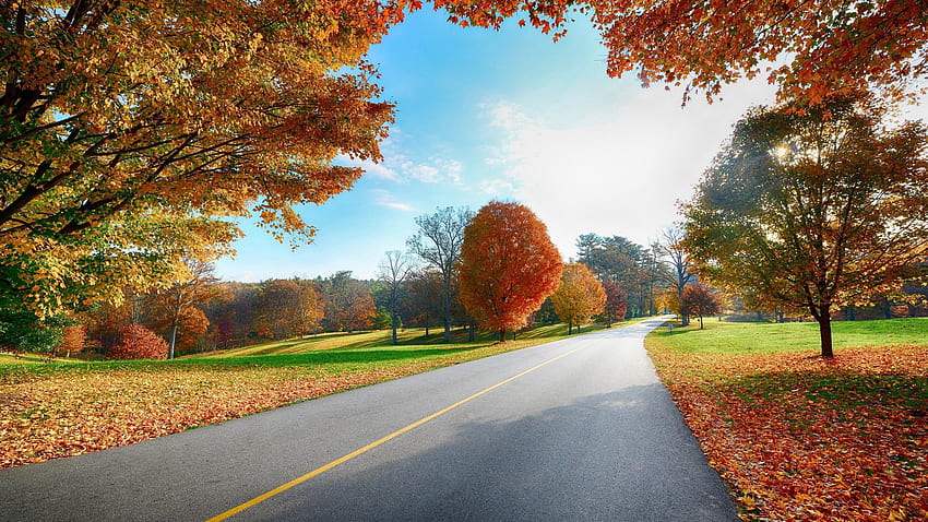 Natura, drzewa, jesień, droga, znaczniki Tapeta HD