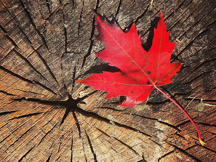 Fall Leaf Maple Canada, Canada Maple Leaf HD wallpaper