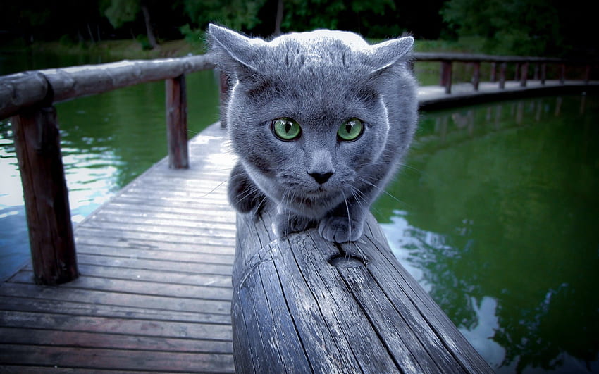 Gato azul ruso en un puente de madera y fondo de pantalla